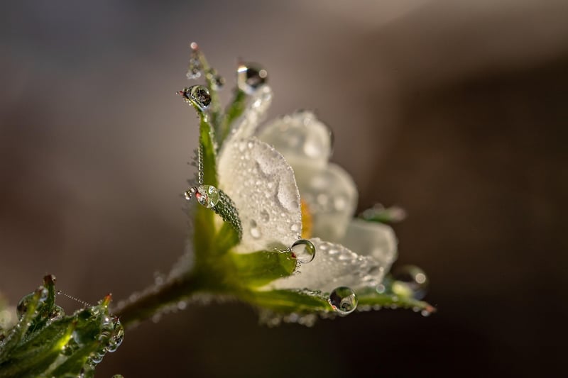 Botanical Beauty